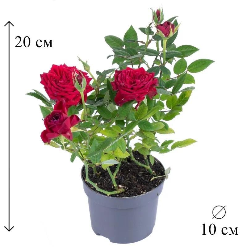 Насіння троянда червона великі квітки 10 шт. - фото 2 Насіння троянда червона великі квітки 10 шт. - фото 2