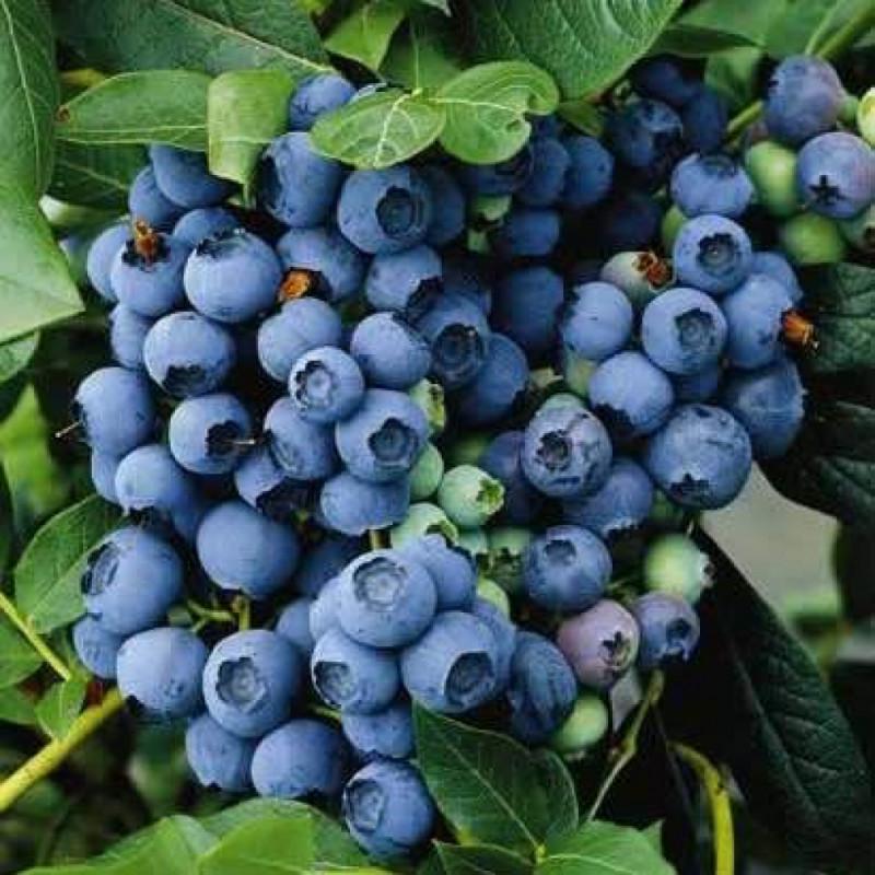 Саджанець лохини Берклі Пізня 1,5-річна Р9 (2086316089)