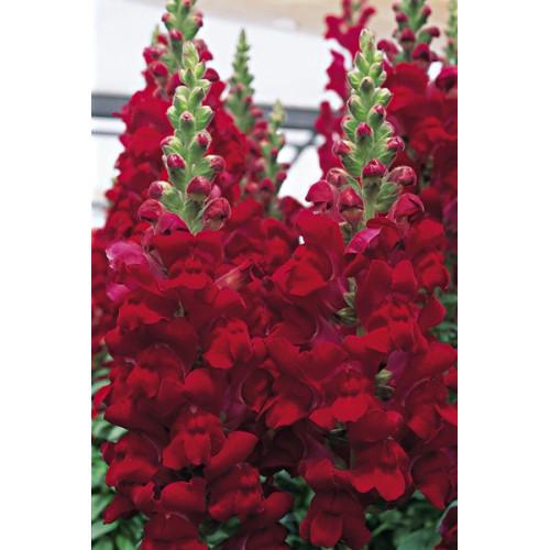 Семена цветов Львиный зев Overture II F1 Red Syngenta 100 шт. (BN00102 3)