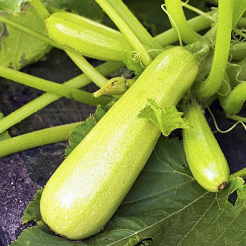 Насіння Кабачок Каризму F1 (4171)