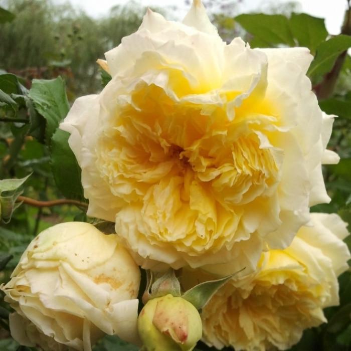 Роза Nelson Montfort Шраб в контейнере (2558767268) Роза Nelson Montfort Шраб в контейнере (2558767268)