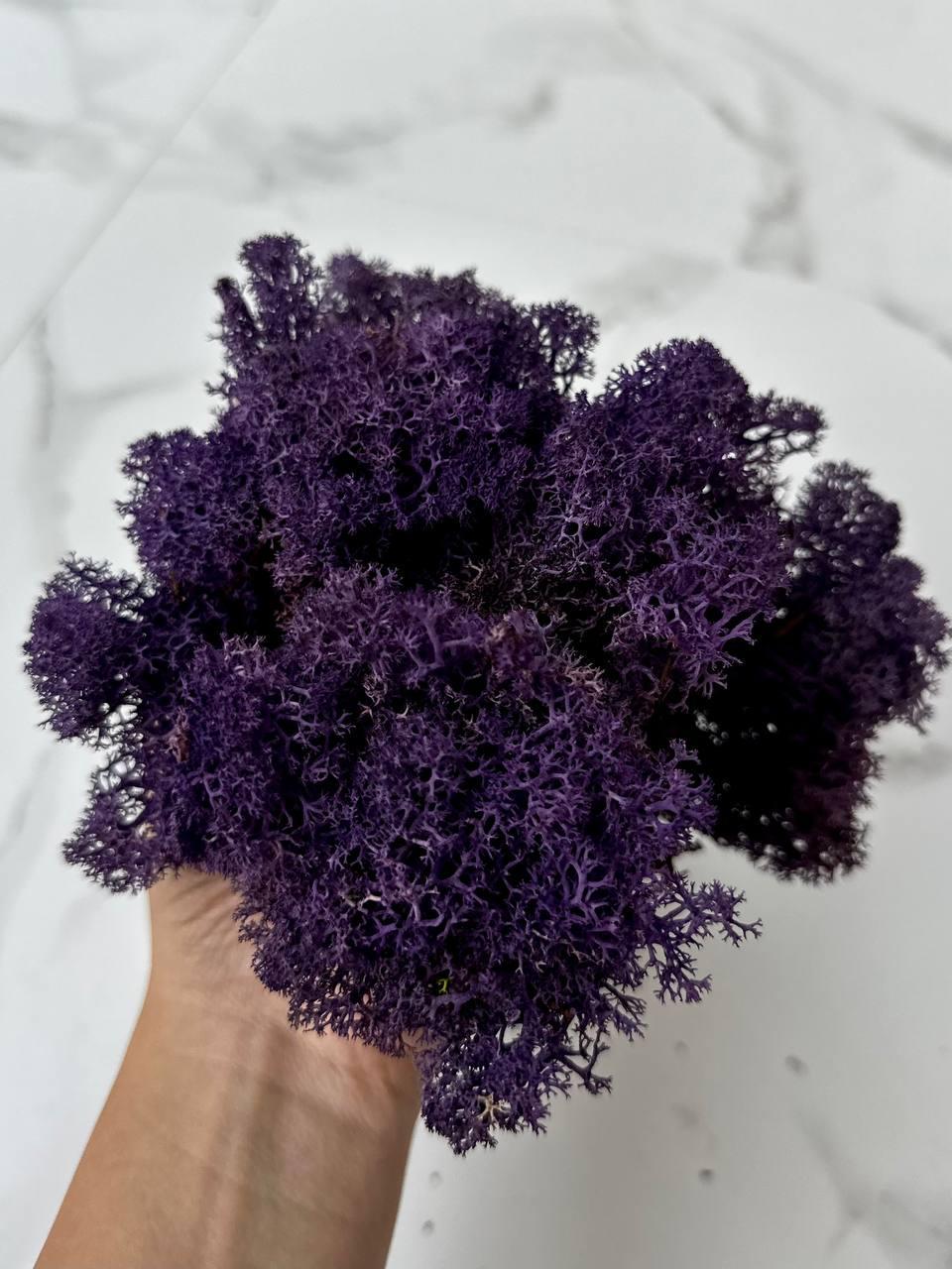 Стабилизированный мох Autumn (20698530) - фото 2 Стабилизированный мох Autumn (20698530) - фото 2