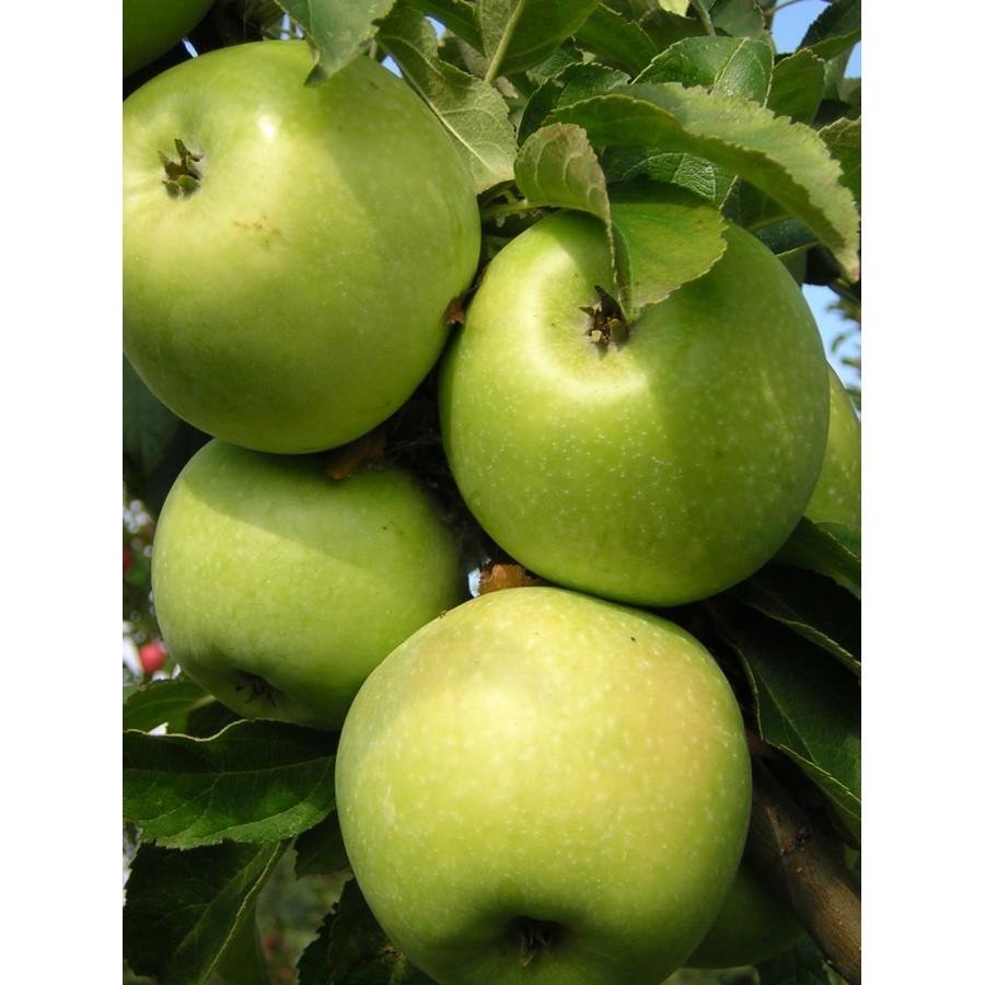 Саджанці яблуні Семеренко (2070717584)