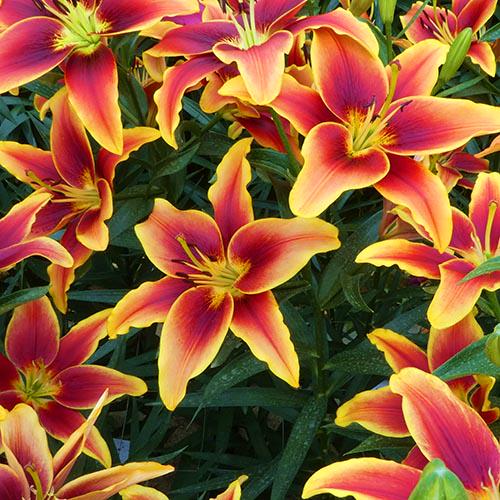 Лилия Avalon Sunset Florium - фото 2