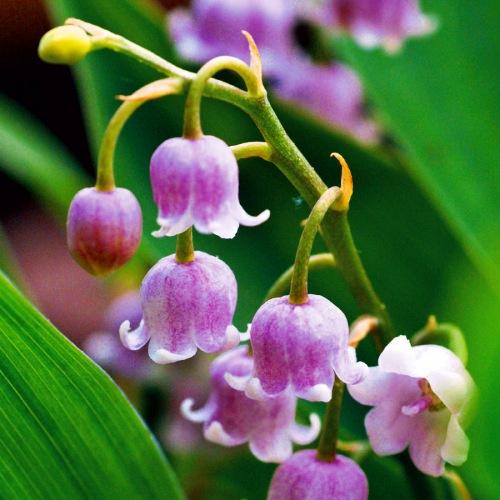 Ландыш Rosea Florium (4707)