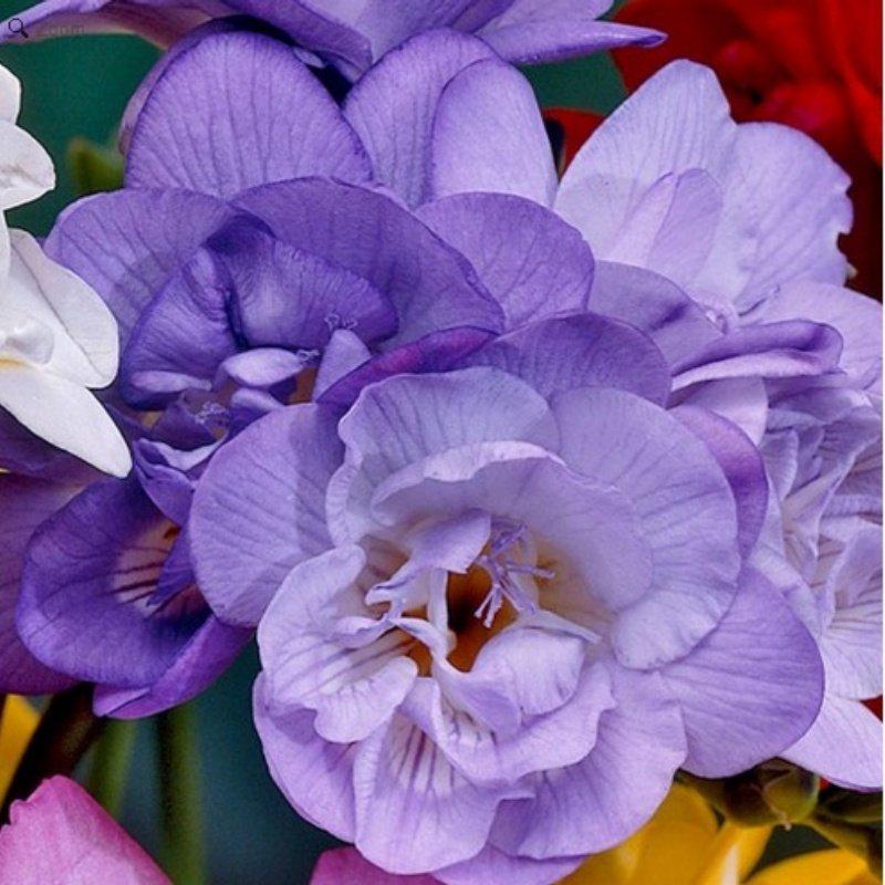 Фрезия махровая Dobrodar double Purple 3 шт. Пурпурный (38281197)