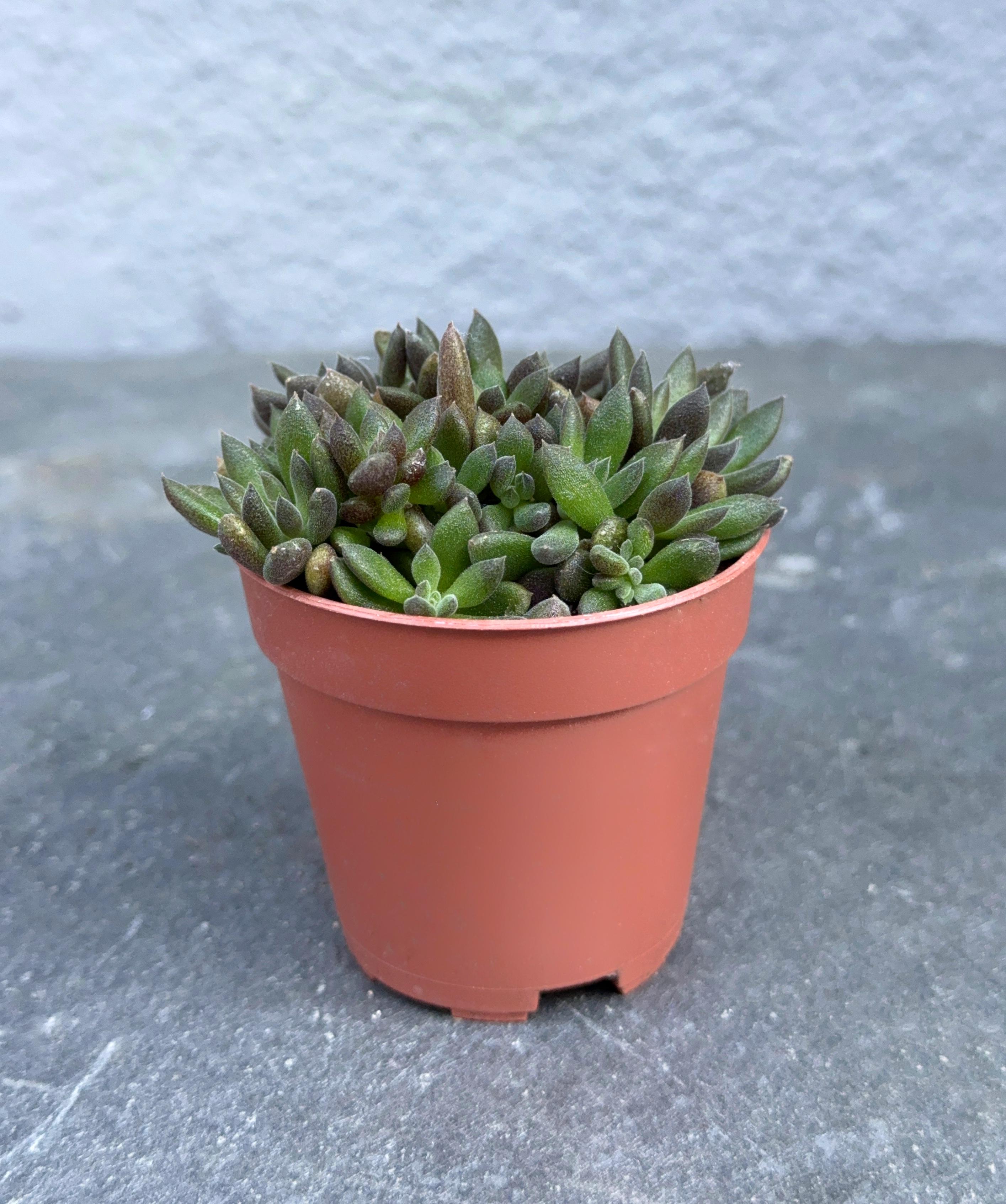 Сукулент Синокрассула юннанская Sinocrassula yunnanensis 5 см