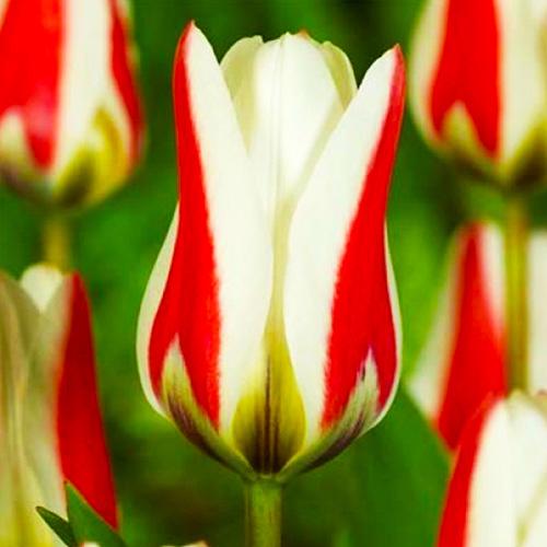 Тюльпан Florium Borderlegend (3298)