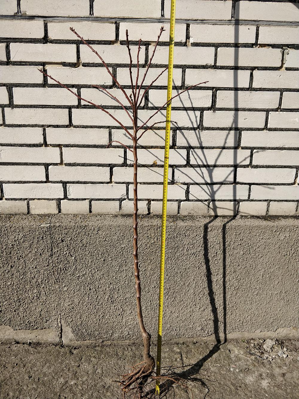 Мигдаль сорт Паперовий 2-річний (14896114) - фото 2