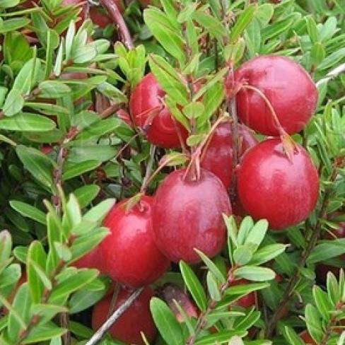 Саженец клюквы Бергман средняя Р9 (644501296) - фото 2