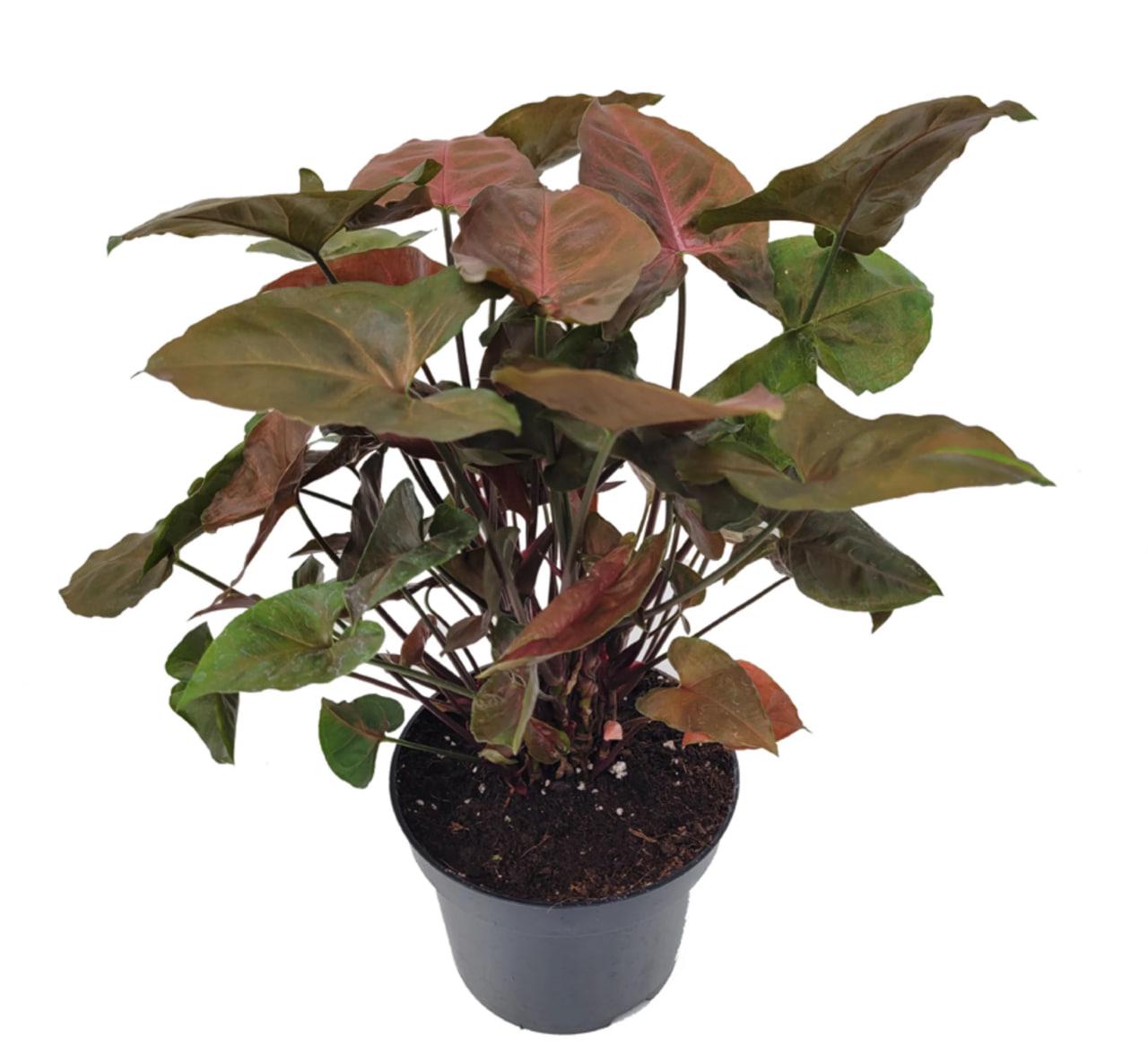 Сингониум Дарк Мари 12/25 см (29751244) Сингониум Дарк Мари 12/25 см (29751244)