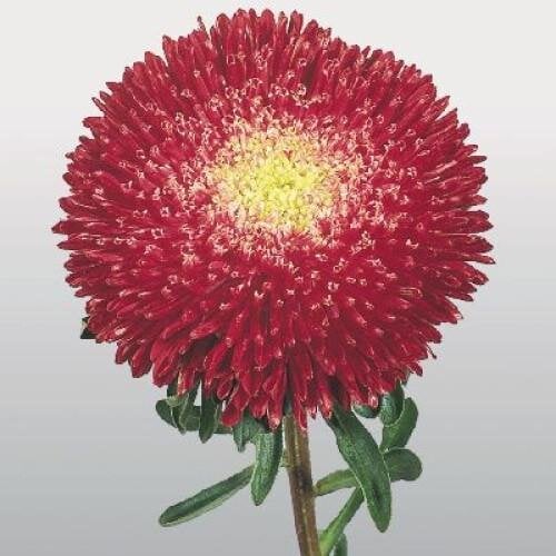 Семена цветов Астра Benarys Princess Bright Red Benary 25 шт. (BN00500-4)