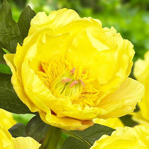 Пион Florium ITOH Garden Treasure (3069)