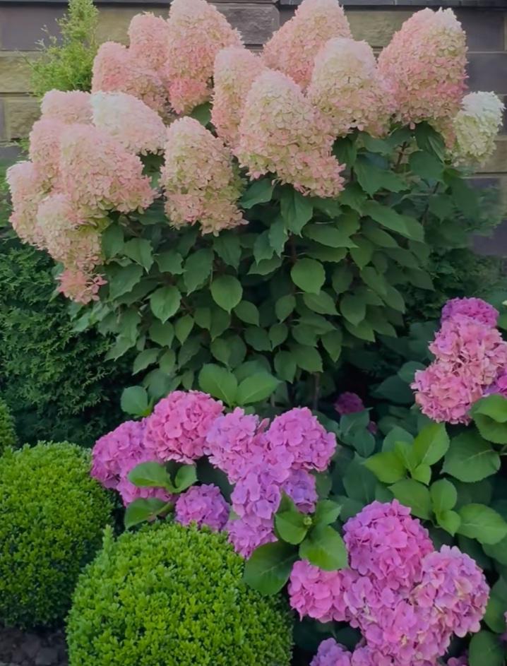 Рослина вулична Гортензия крупнолистная П9 л (29674580)