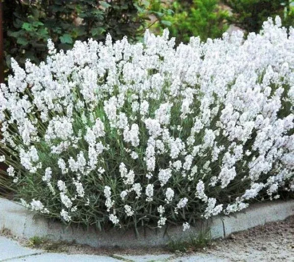 Саженцы лаванда Arctic Snow Lavender angustifolia в горшке 0,5 л средняя высота 10 см