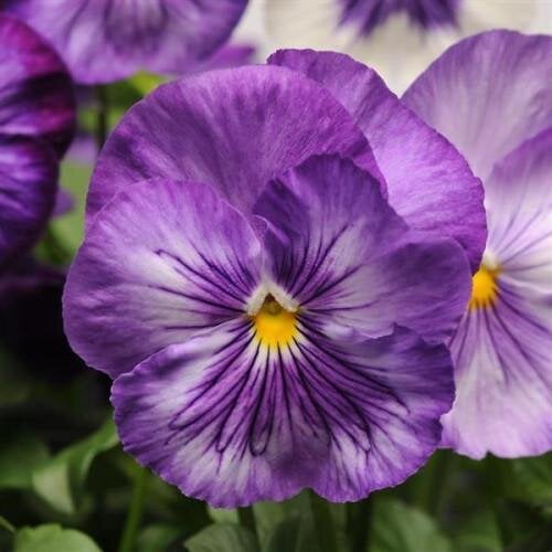 Семена цветов Виола MATRIX F1 LAVENDER SHADES PanAmerican 500 шт. (BN03335-2)