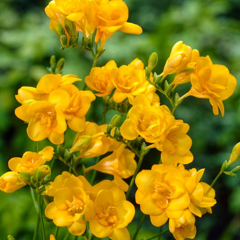 Фрезія махрова Dobrodar double Yellow 9 шт. Жовтий (38281176)