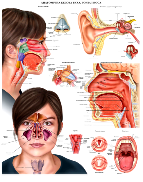 Анатомічний плакат Анатомія вуха/горла та носа 50x64,5 см (0037)