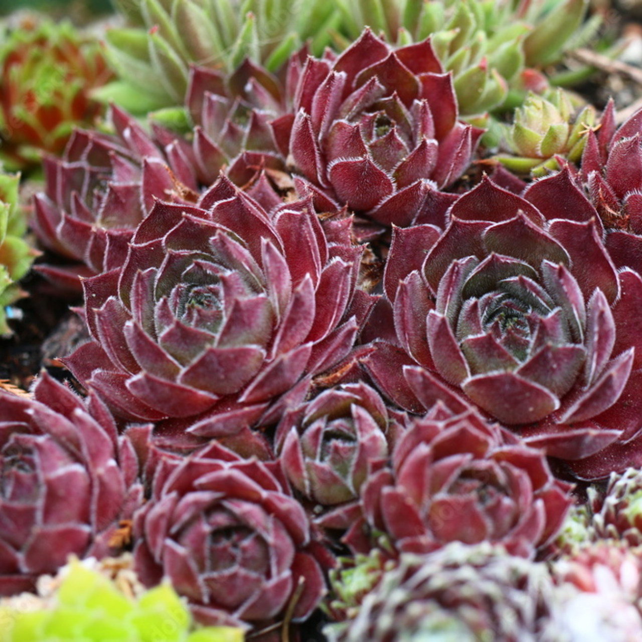 Роза каменная Молодило Sempervivum в ассортименте (2553580205) - фото 4 Роза каменная Молодило Sempervivum в ассортименте (2553580205) - фото 4