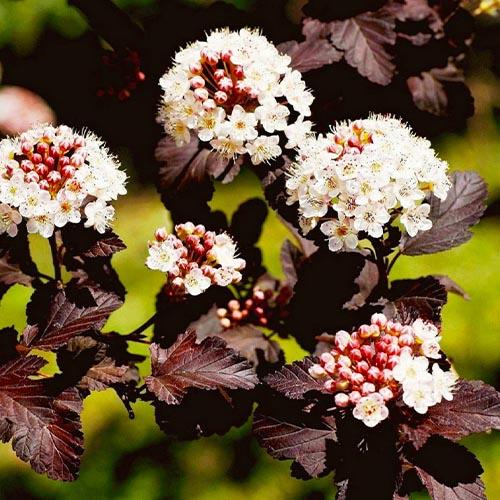 Пузыреплодник Florium Diabolo (10521)