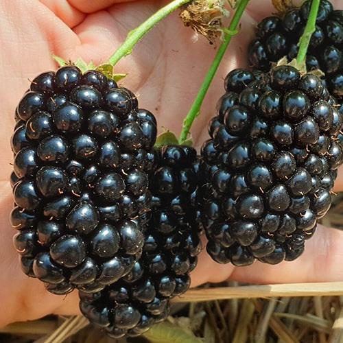 Ежевика Натчез 2-летняя укорененная в контейнере