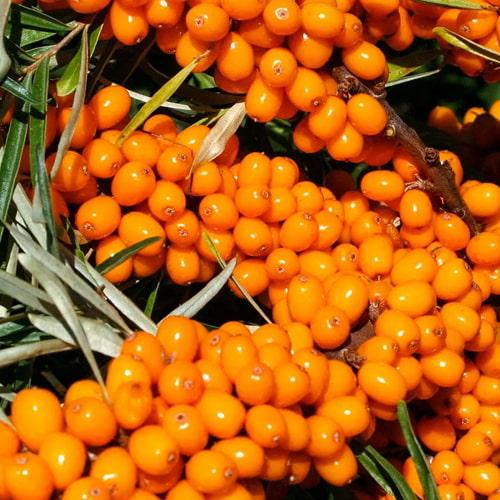 Сажанець Обліпиха 2-річна Frugana вкорінена в контейнері жіночий сорт (183347) Сажанець Обліпиха 2-річна Frugana вкорінена в контейнері жіночий сорт (183347)