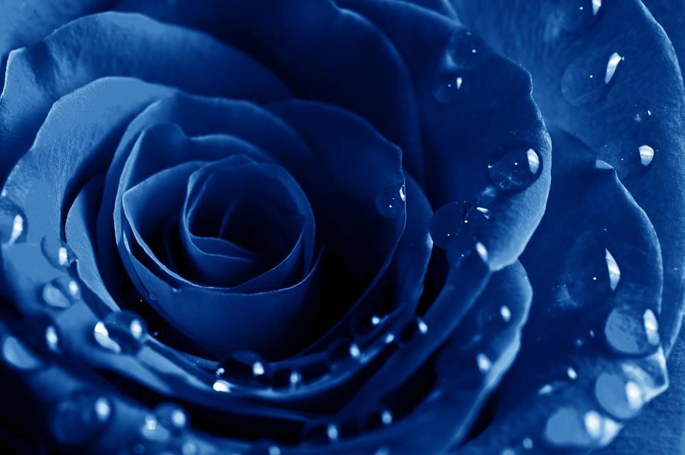 Картина на холсте Роза 35х55 см (K187)