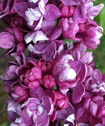 Саженцы сирень Огни Донбасса привитые двухлетние - фото 2 Саженцы сирень Огни Донбасса привитые двухлетние - фото 2