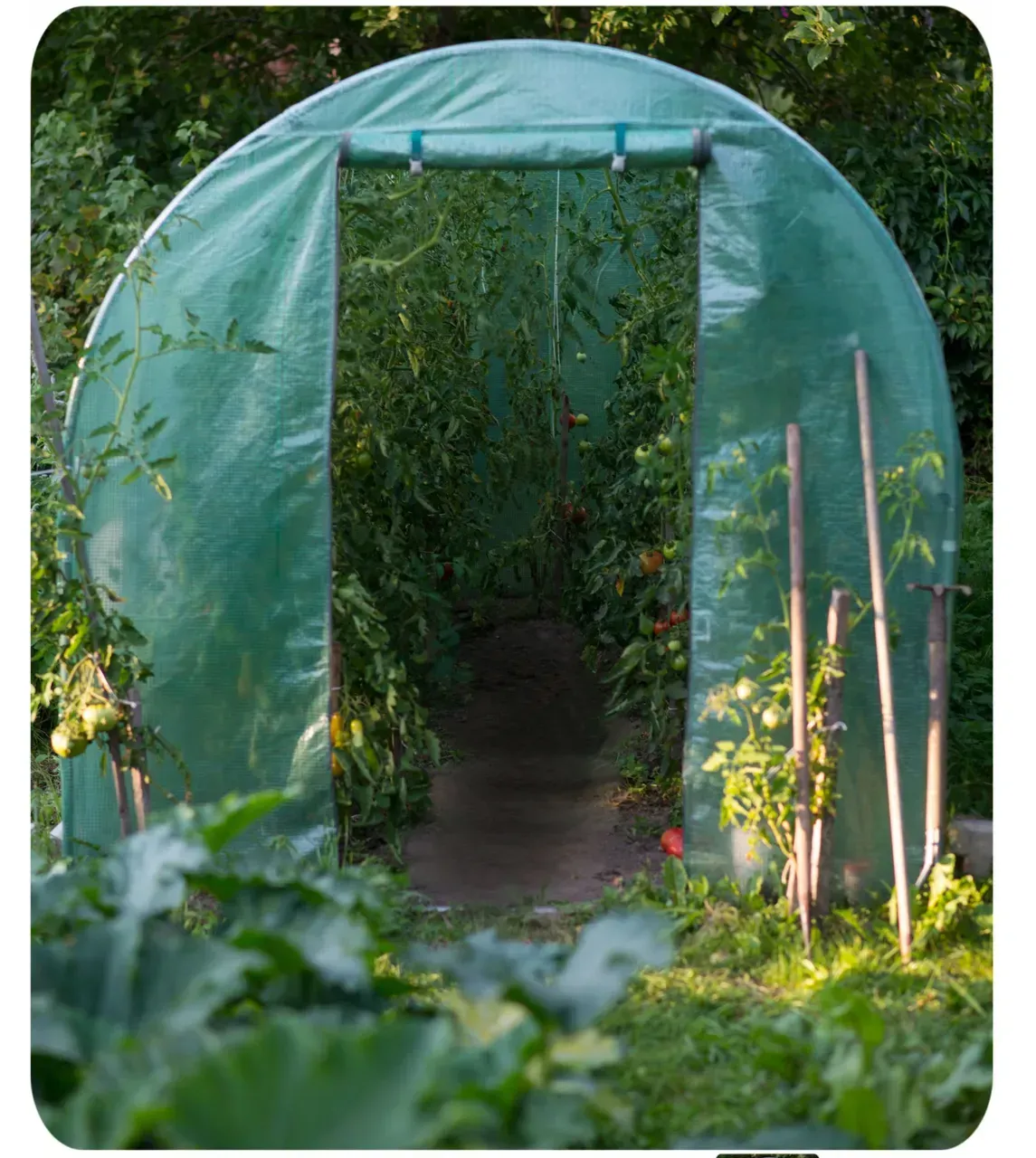 Теплиця садова Plonos з вікнами з армованою плівкою 6 м2 Зелений (PМ0021) - фото 3