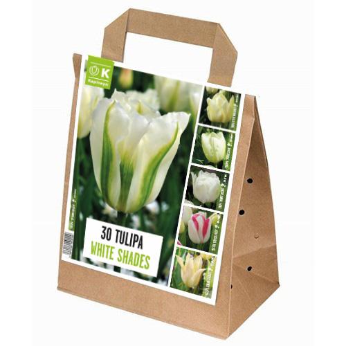 Тюльпан Florium White Shades брендовые луковицы Kapiteyn (15312)