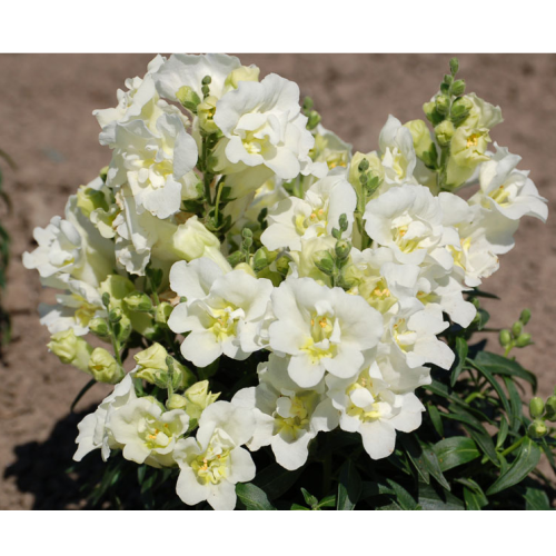 Семена цветов Hem Genetics Львиный зев Twinny White 500 шт. (BN09157-2)