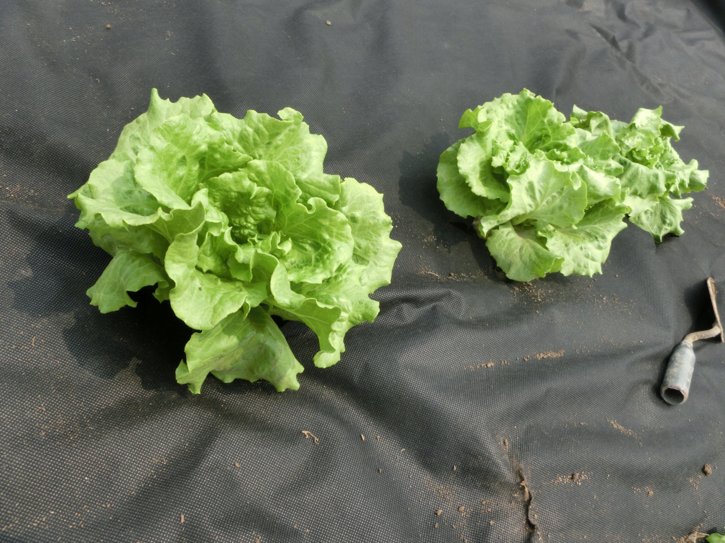 Агротканина GardenLine AGO2180 проти бур'янів та для мульчування агроволокно 50 Г/М2 1х30 м - фото 4