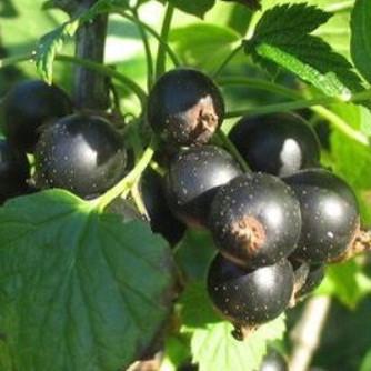 Саджанець чорної смородини Бен Коннан рання промислова (644544223)