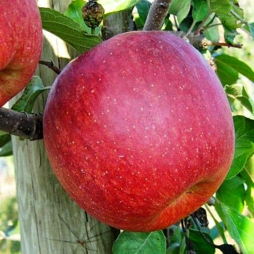 Саженец Яблоня Розелла 1 шт.