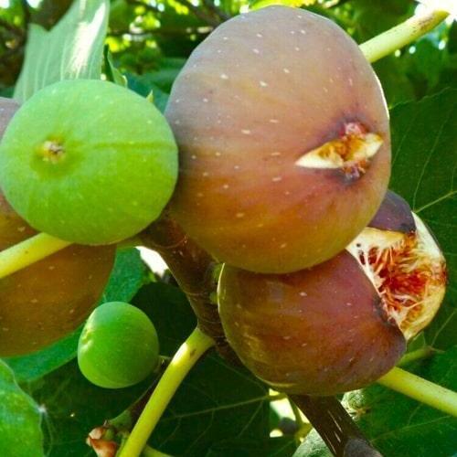 Саджанець Ексклюзив Інжир коричнево-зелений Голіаф Goliath преміальний великоплідний морозостійкий (50386)