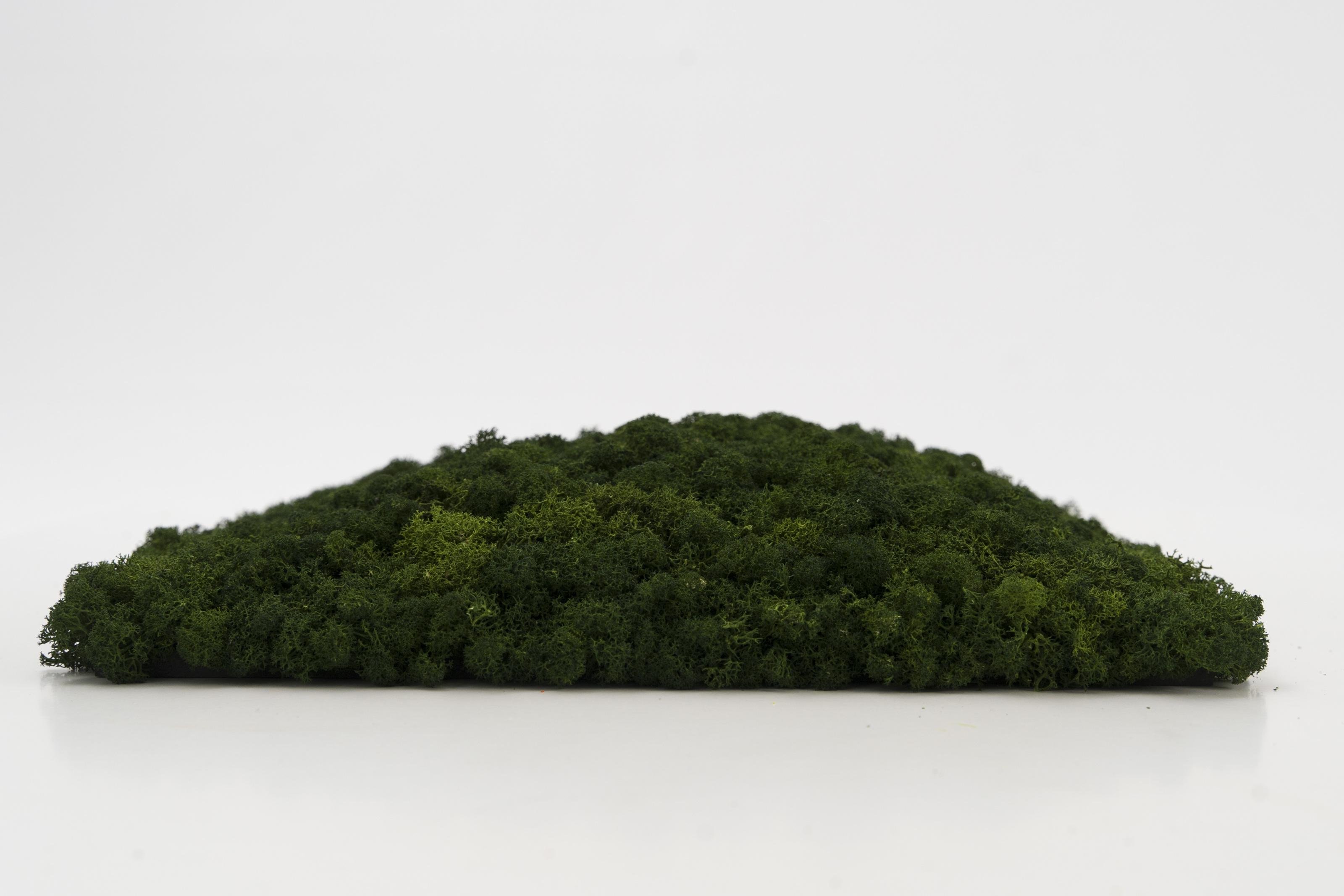 Декоративное панно из мха Organic Design квадратная панель 33 см Forest Green (703-04) - фото 4 Декоративное панно из мха Organic Design квадратная панель 33 см Forest Green (703-04) - фото 4