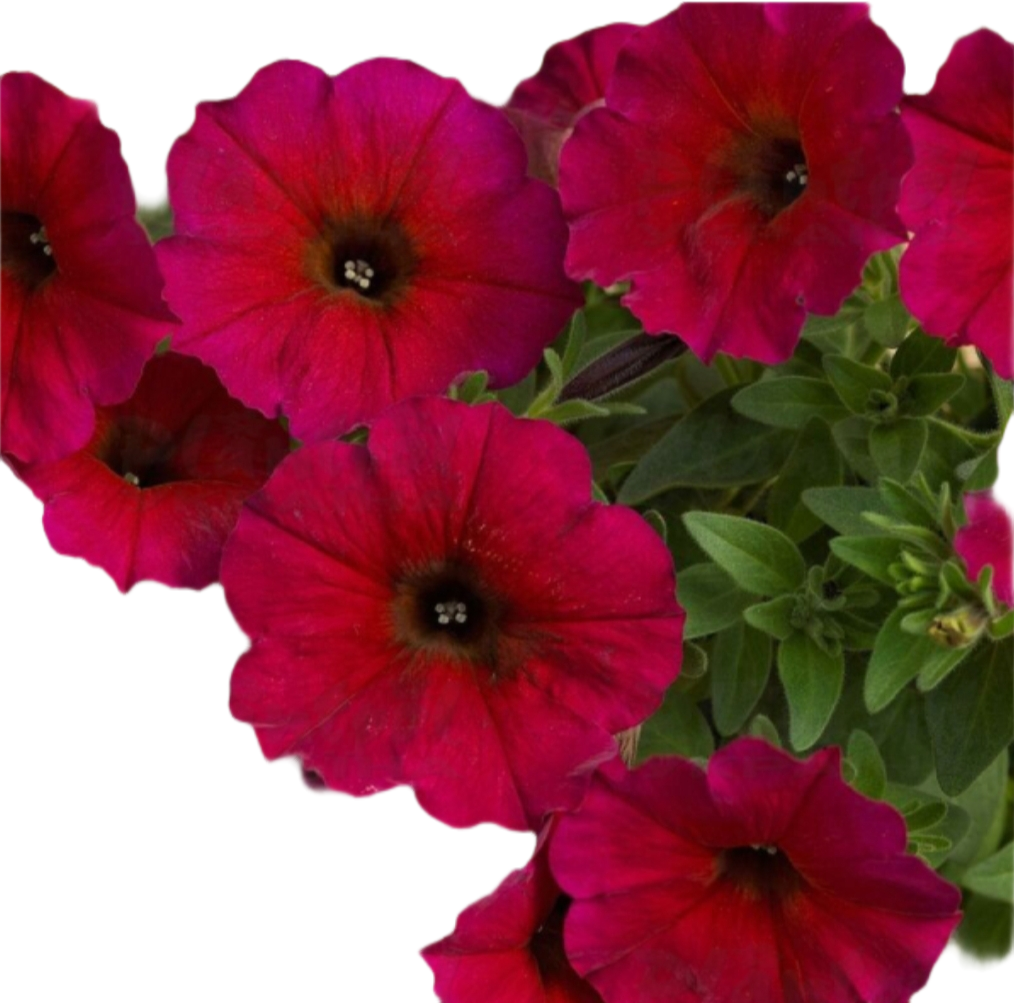 Петуния Beutical Bordeaux кассетная рассада (2560243680)