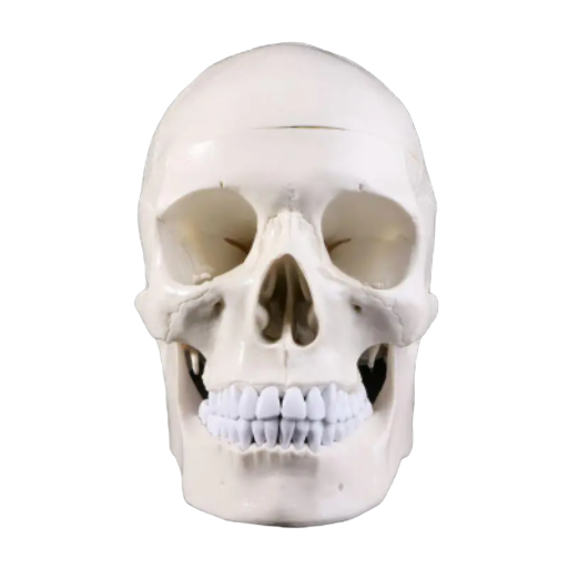 Анатомічна модель людського черепа 1:1