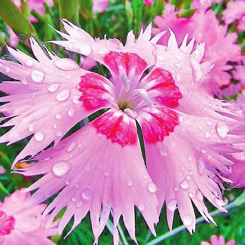 Семена Гвоздика Florium Розовый Амур (6118)