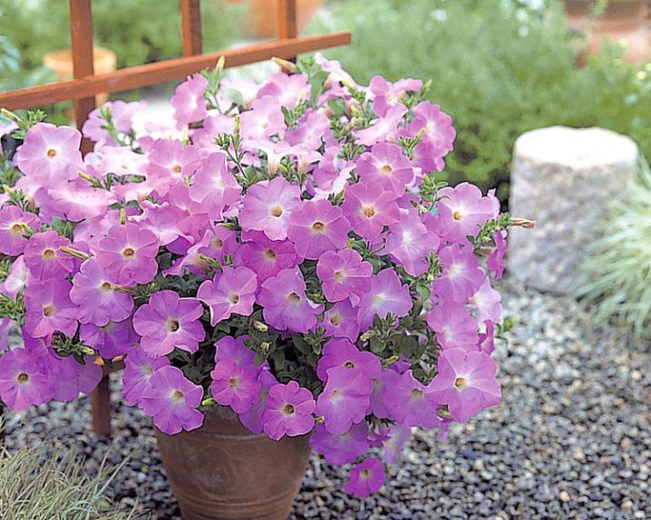 Семена Петуния миллифлора Picobella Light Lavender ТД Гекса-Украина 02-01-525 1000 шт. (IR003321)