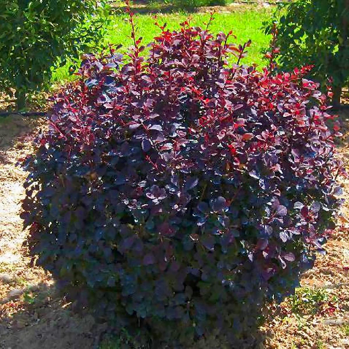 Саженцы барбариса оттавского Суперба Superba Р9 (645210707) - фото 2