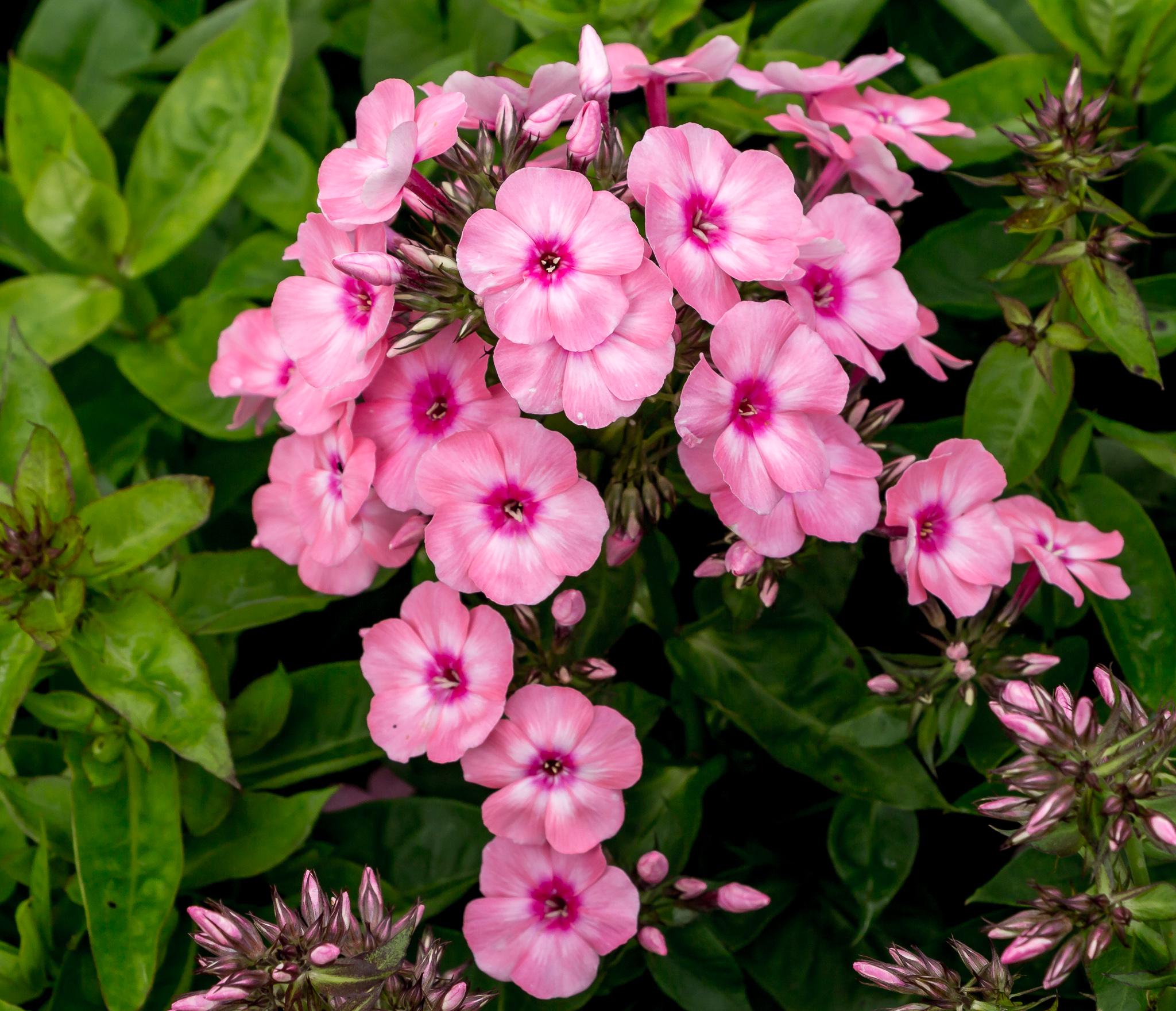 Флокс волотистий Dobrodar Flame Light Pink 1 шт. (38283549)