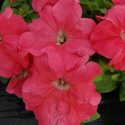 Семена цветов Петуния крупноцветковая Limbo GP Salmon Hem Genetics (BN09383-3)