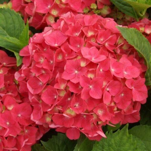 Саджанець гортензії крупнолистної Hydrangea macrophylla Leuchtfeuer Р9 (1357264976)