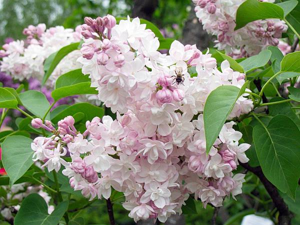 Саджанці бузок Красуня Красуня щеплені дворічні