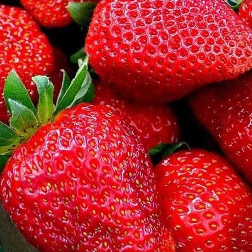 Сажанец Клубника Гармония Harmony 5шт ранний ремонтантный крупноплодный сорт (52799)