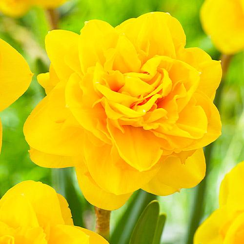 Нарцисс Florium Heamoor (8052)