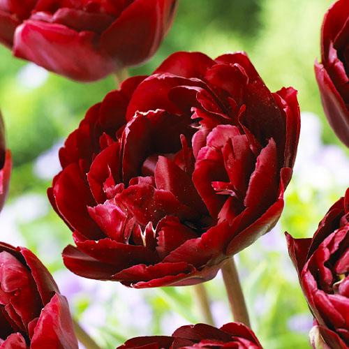 Тюльпан Florium Uncle Tom (5688)