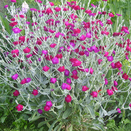 Насіння Ліхніс/Гвоздика 2 г (2894493513)