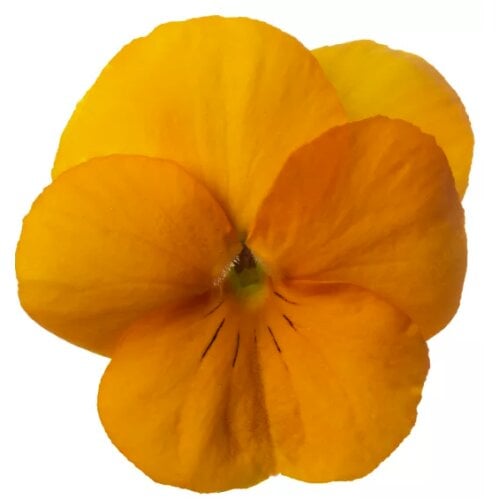 Семена цветов Виола рогатая Syngenta Penny Pro Orange 500 шт. (BN13121-2)
